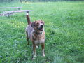 HuNd NeU 64822960