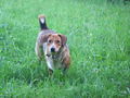 HuNd NeU 64823021