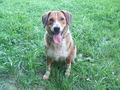 HuNd NeU 64823052