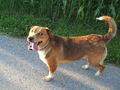 HuNd NeU 64823122