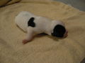 Hundebabys 68072011