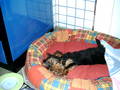 mei hund und mei katze 6247215