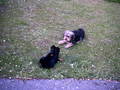 mei hund und mei katze 6407617