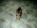 mei hund und mei katze 6431864