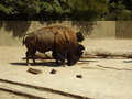 Tierpark Schönnbrunn in Wien 06.08. 25307660