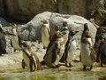 Tierpark Schönnbrunn in Wien 06.08. 25307708