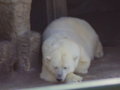 Tierpark Schönnbrunn in Wien 06.08. 25308177