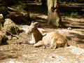 Tierpark Haag mit Gspusi 25211752