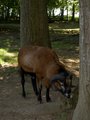 Tierpark Haag mit Gspusi 25212464