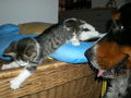 Hund + Katz ;-) 40983840