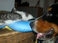 Hund + Katz ;-) 40983851