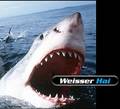 unterwasser tiere 4962612