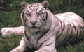 Tiger 4920016