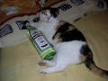 !!!!!!!!!MY CAT!!!!!!!!!GINA!!!!!!!!! 5800533