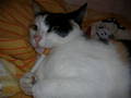 !!!!!!!!!MY CAT!!!!!!!!!GINA!!!!!!!!! 5800558