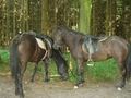 Beim Reiten 51815082