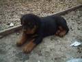 Mei Hund (Beaves) 4918444