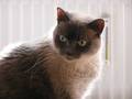 Meine Katze LILOFEE 4908671