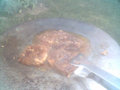 grillcount 2007 19300477