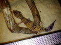 Meine Leopardengeckos   60071704