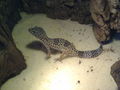 Meine Leopardengeckos   60072150