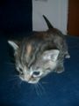 KATZEN BAYBYS 2008 37339609