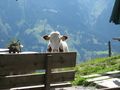 Wanderurlaub Dorfgastein 2008 42345251