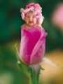 Anne Geddes 5698763