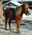 My horses 5031477