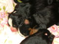 Cora und ihre 12 Babies 73175024