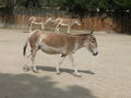 Zoo Augsburg 2008 37150893