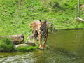 Zoo Augsburg 2008 37150905