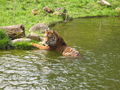 Zoo Augsburg 2008 37150909