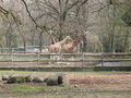 Zoo Augsburg 2008 37150980