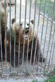  Wildpark Hochkreut  Levin 14 Mon 46461919