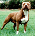 Pitbulls 5891476