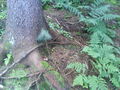 Michi und I alleine im Wald 41653220