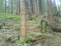 Michi und I alleine im Wald 41653302