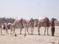 Djerba Urlaub 2008 41985504