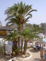 Djerba Urlaub 2008 41991827