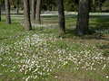 BIBIONE (Ostern 2007) 17935881