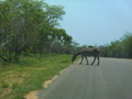 Süd-Afrika Ende Okt. 2007- Ende Nov. 200 30714066