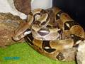 My Snake´s 5522343