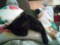 Meine Katzen "Garfield & Blacky" 61695416