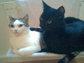 Meine Katzen "Garfield & Blacky" 69161830