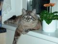 Mein Kater 50028284