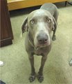 Weimaraner - Jagdhund 13078384