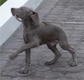 Weimaraner - Jagdhund 13078385