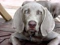 Weimaraner - Jagdhund 13078432