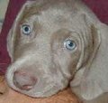 Weimaraner - Jagdhund 13078433